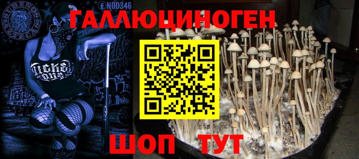 Михайловка  Псилоцибиновые грибы MAGIC MUSHROOMS  Вход с VPN  Галлюциногенные грибы Psilocybine cubensis 